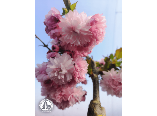 Prunus serrulata   'Kiku-shidare-zakura'